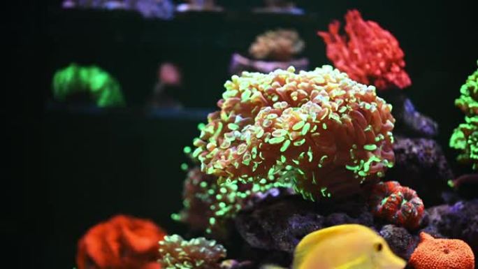 拥有美丽珊瑚和鱼类的海洋水族馆