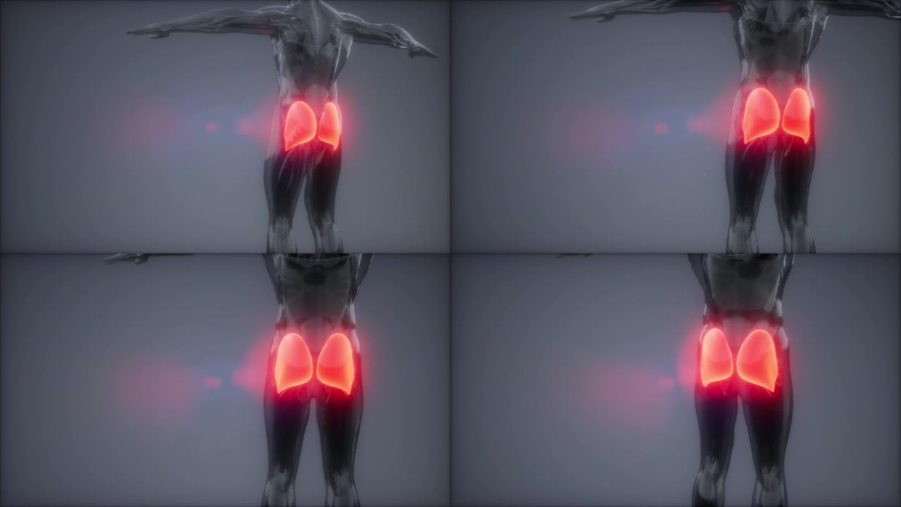 臀大肌-腿部肌肉解剖动画