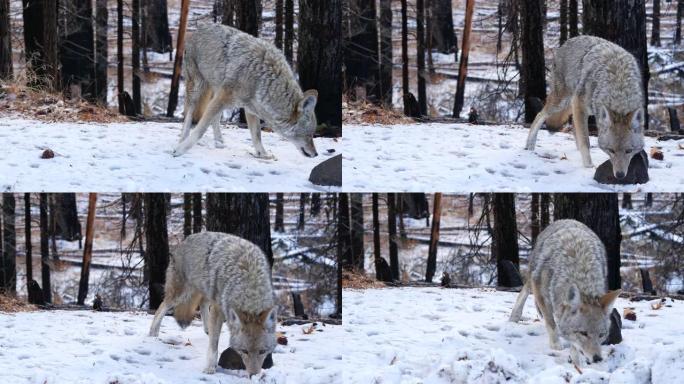 野狼，土狼或土狼，冬季雪原，加利福尼亚野生动物区系，美国