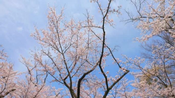 盛开的樱花春天空镜清新小清新