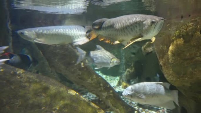 阿联酋迪拜水族馆内有很多鱼