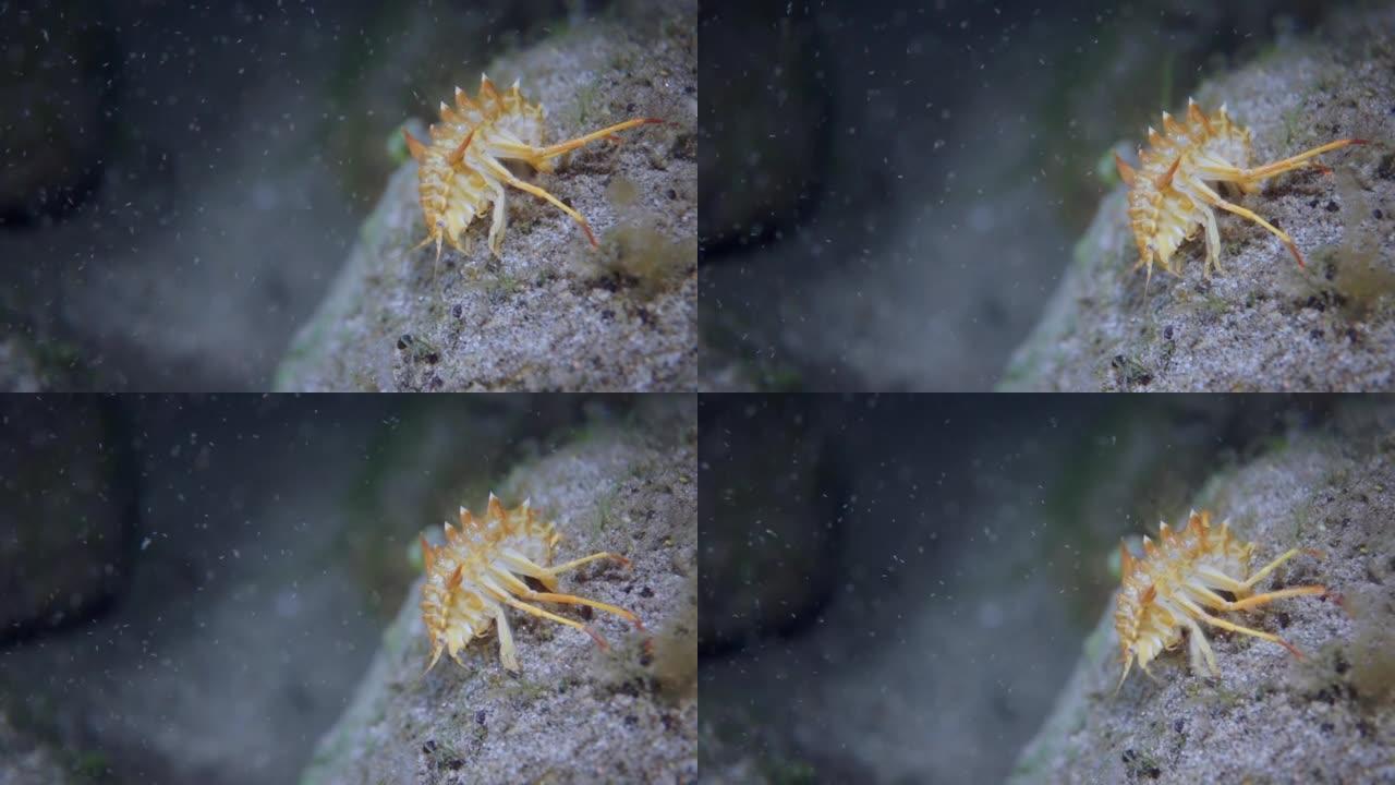 黄壳小龙虾微距射击。