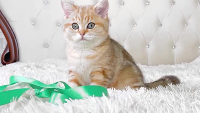 小红姜条纹小猫坐在白色床上玩绿丝带。英国龙猫。可爱的宠物