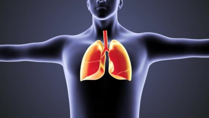人体循环系统肺解剖学概念