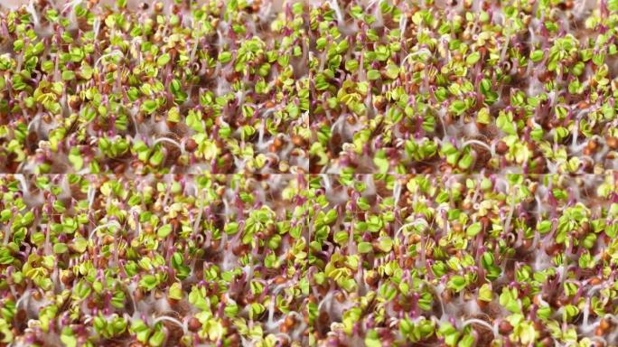 绿色微绿芽的特写。在气生根阶段发芽的种子。西兰花在黄麻布上发芽。园丁，家庭花园。