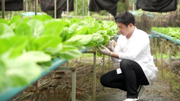 亚洲男性科学家使用设备和数字平板电脑来检查温室实验中水培植物中有机蔬菜实验的质量和数量结果。