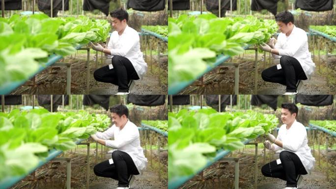亚洲男性科学家使用设备和数字平板电脑来检查温室实验中水培植物中有机蔬菜实验的质量和数量结果。