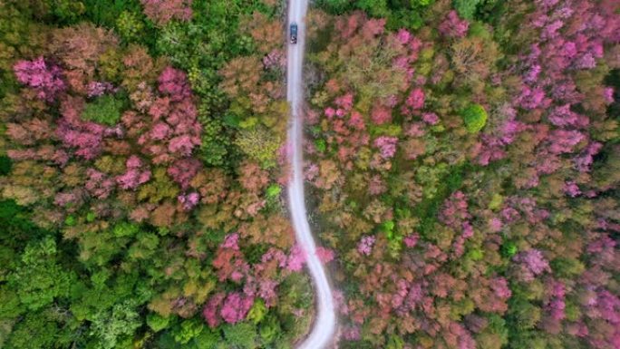 在泰国北部的热带森林中，樱花红盛开。4k鸟瞰图，泰国黎府