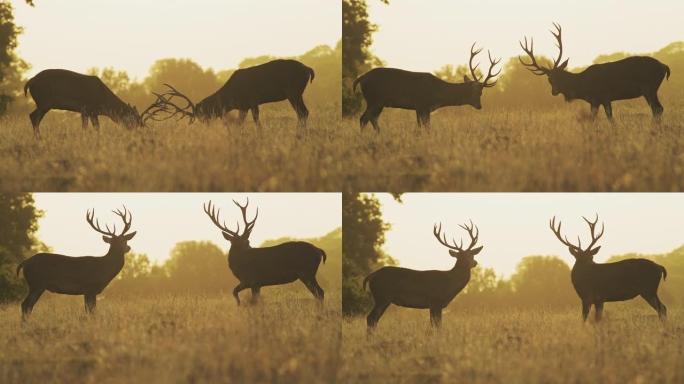 雄性马鹿牡鹿 (cervus elaphus) 在鹿发情期间，在美丽的金色太阳光下橙色日落时，发情和