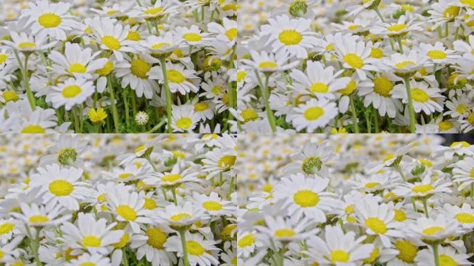 春季黄白菊花束