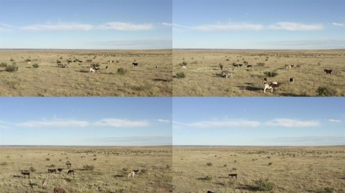 西部景观: 乡村牧场: 野驴