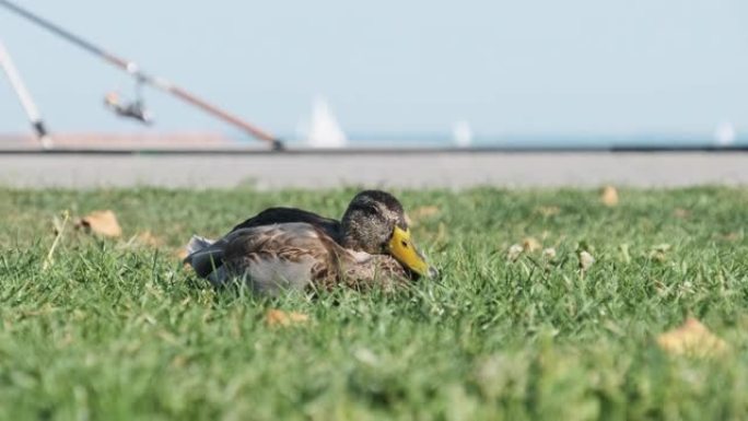 黄色喙的灰鸭夏天坐在绿草上，特写