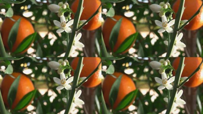 树枝上盛开的白橙香花的超级特写