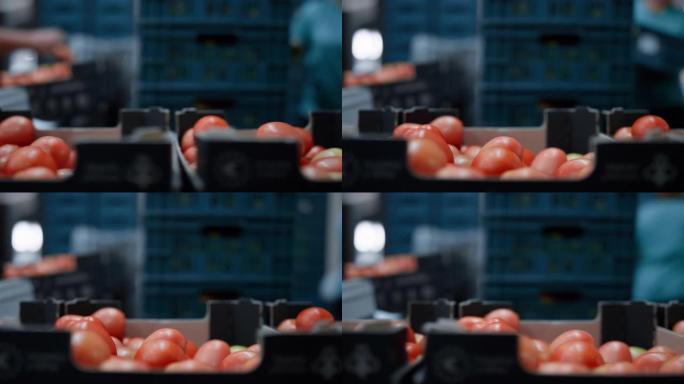 番茄包装输送箱运输过程工人分拣食品包装