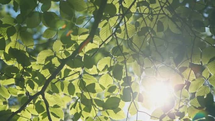灿烂的阳光穿过绿叶的夏叶。原始视频记录