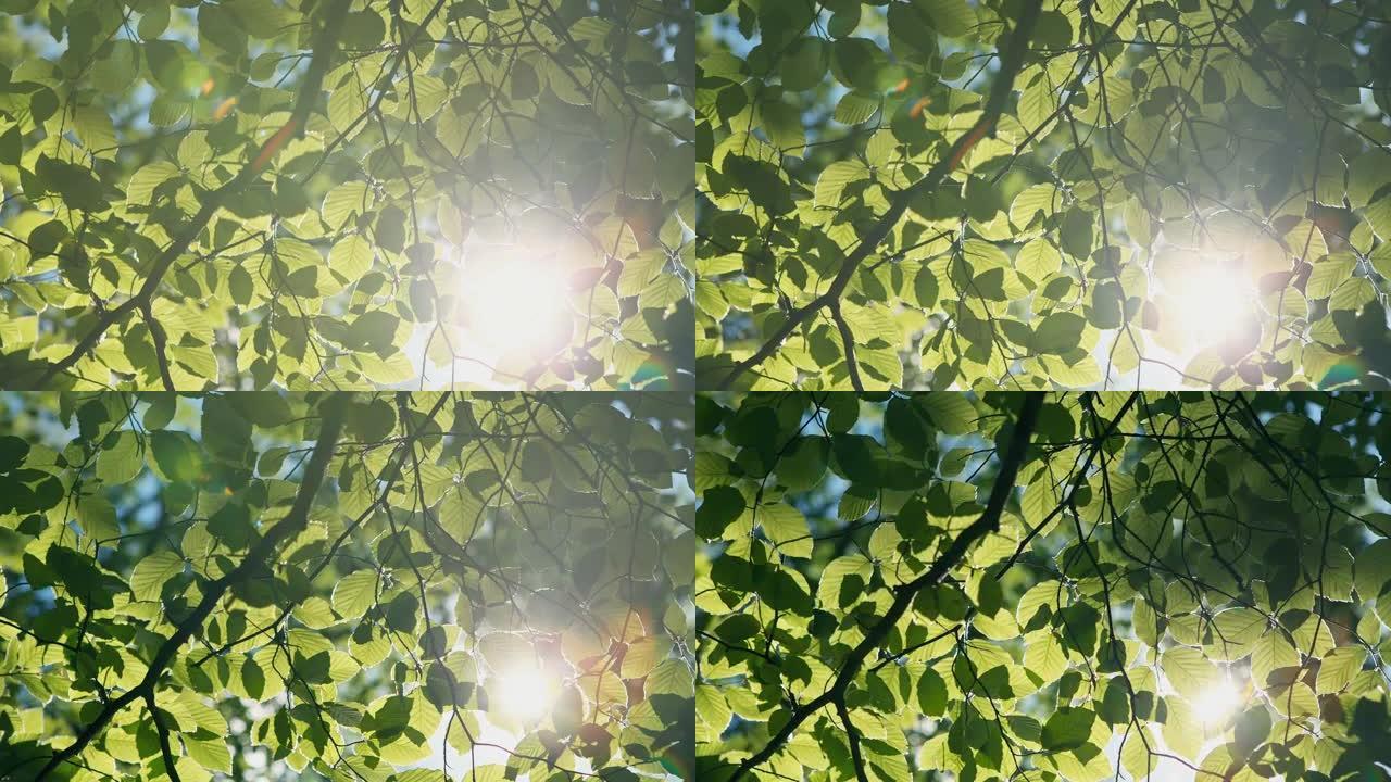 灿烂的阳光穿过绿叶的夏叶。原始视频记录