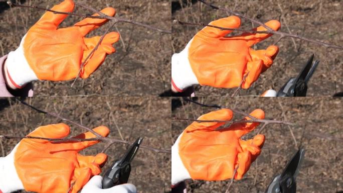 双手戴着防护手套用averruncator修剪一棵树。农民在春天用修枝剪或剪枝剪在花园里砍树的树枝。