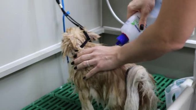 潮湿的狗狗在美容师的专业清洗过程中会变得紧张
