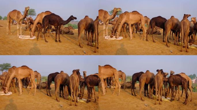 骆驼在普什卡梅拉骆驼集市节在野外吃日出咀嚼。普什卡,拉贾斯坦邦,印度。横向平移