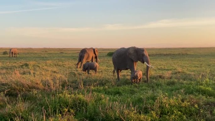 清晨，三头大象和两头小象在塞伦盖蒂国家公园散步。