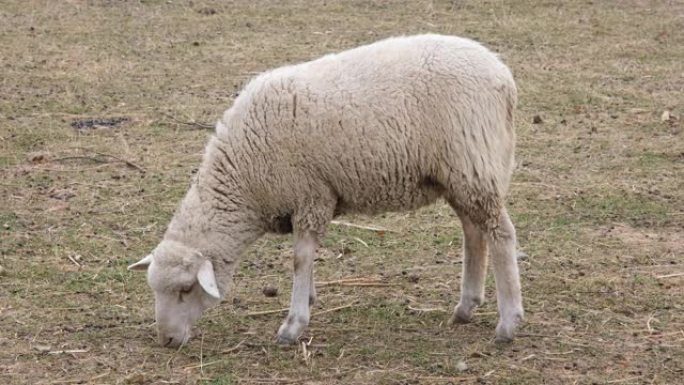 动物园里一群肥尾羊。4k分辨率视频。肥尾羊在田间吃草。农场动物。