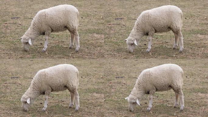 动物园里一群肥尾羊。4k分辨率视频。肥尾羊在田间吃草。农场动物。
