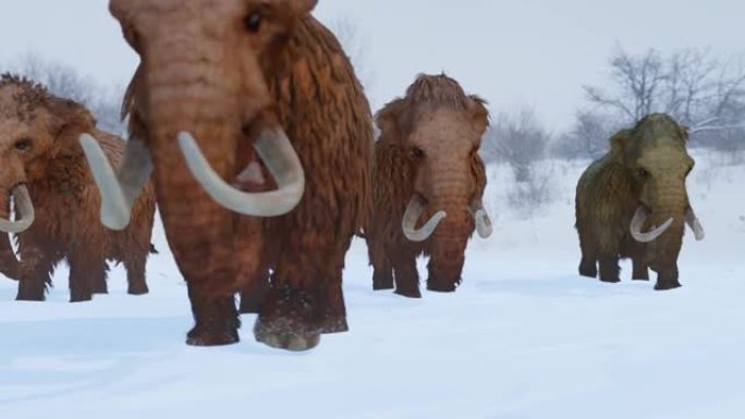 羊毛猛犸象在白雪皑皑的森林动画中聚集