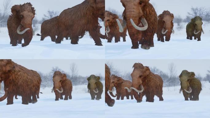 羊毛猛犸象在白雪皑皑的森林动画中聚集