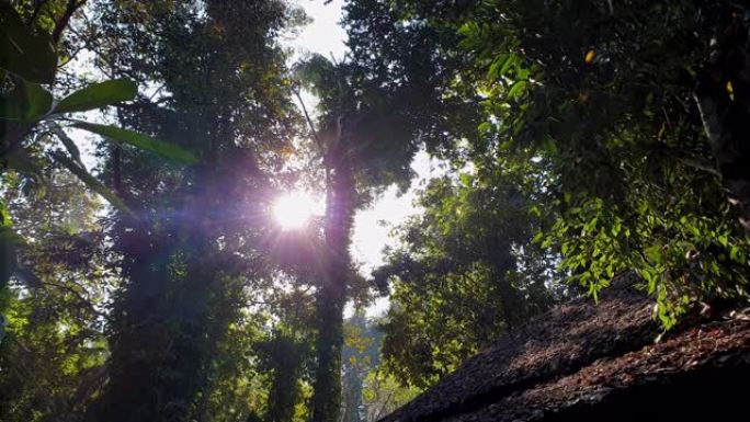 热带丛林阳光照射亚洲风格树叶屋顶自然生活和谐4k