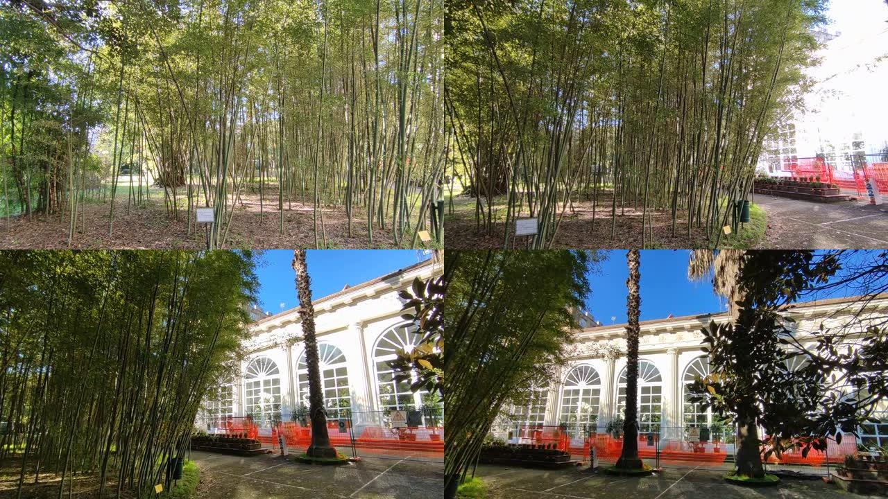 那不勒斯-皇家植物园竹子概述