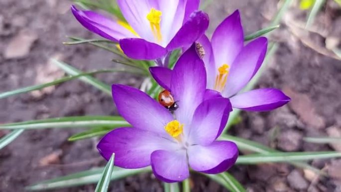 瓢虫坐在紫色番红花上。花上的昆虫。春天