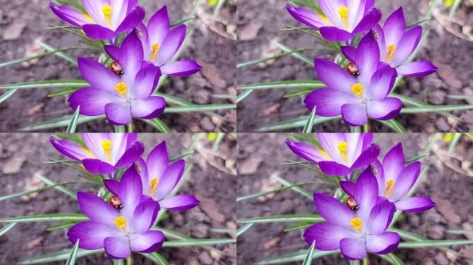 瓢虫坐在紫色番红花上。花上的昆虫。春天