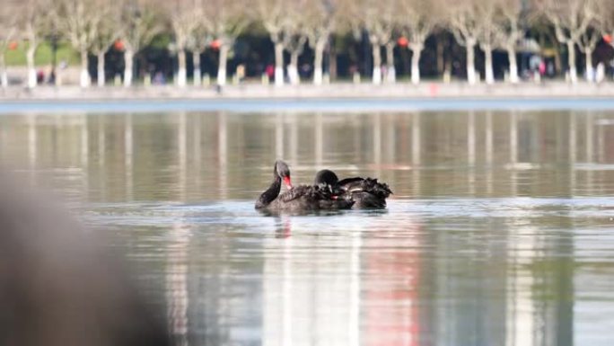 晴天，两只黑天鹅在湖中游泳，模糊的游客在湖边散步，4k镜头慢动作。