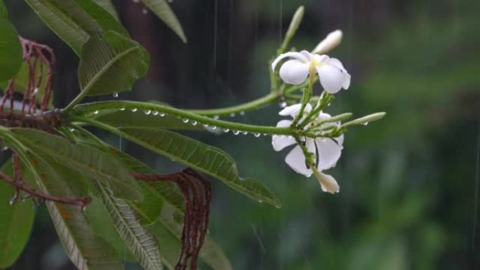 雨滴落在热带森林的白色鸡蛋花上，白色鸡蛋花在春天的雨中伴随着雨声。