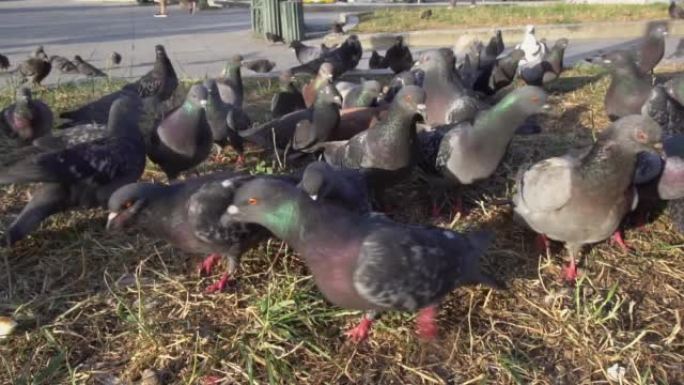 一群鸽子在城市的街道上，为食物而战，从特写镜头中拍摄