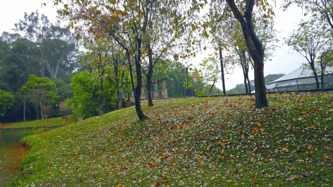 春雨朦胧，广州公园落花满地的早地上。4K