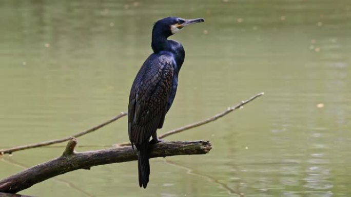 大鸬鹚，Phalacrocorax carbo，被称为横跨北半球的大黑鸬鹚，澳大利亚的黑鸬鹚和印度的