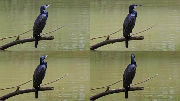 大鸬鹚，Phalacrocorax carbo，被称为横跨北半球的大黑鸬鹚，澳大利亚的黑鸬鹚和印度的