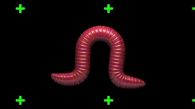 透明背景上的蠕虫，循环3D动画
