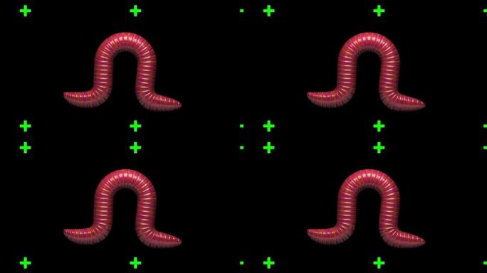 透明背景上的蠕虫，循环3D动画
