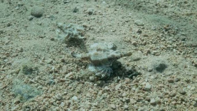 一对Seamoth在阳光照射下 (交配季节) 在沙质底部缓慢移动。飞马鱼、小龙鱼或普通海母 (Eur