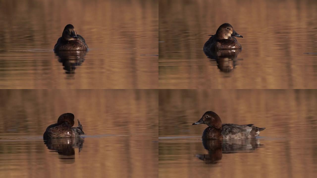 漂浮在水面上的雌性普通野鸭 (Aythya ferina) 看着空中的危险