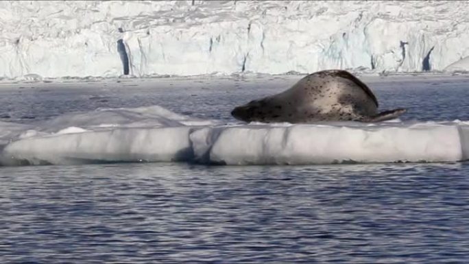 朗利豹海豹漂浮在冰山上
