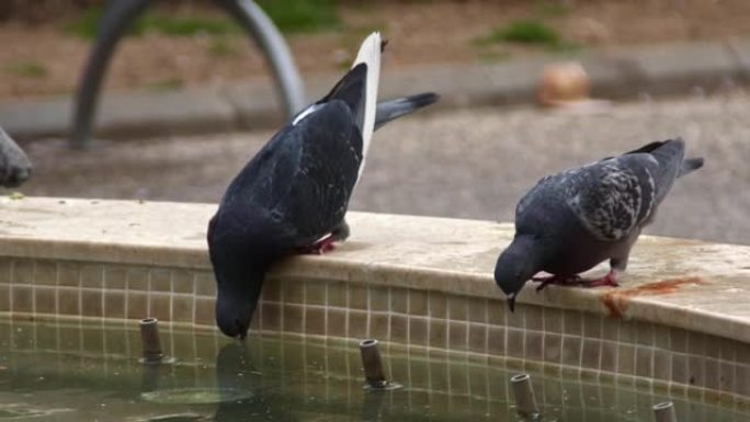 野鸽从游泳池喝水