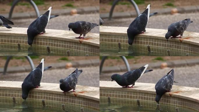野鸽从游泳池喝水