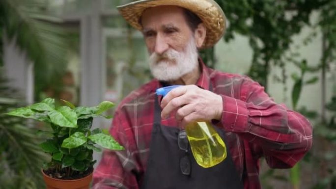 可爱的有经验的有目的的高级园丁在温室里浇灌绿色装饰花盆的叶子