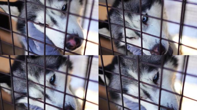 在俄罗斯西伯利亚克麦罗沃附近的狗场，女人的手在笼子里抚摸着蓝眼睛的白色哈士奇