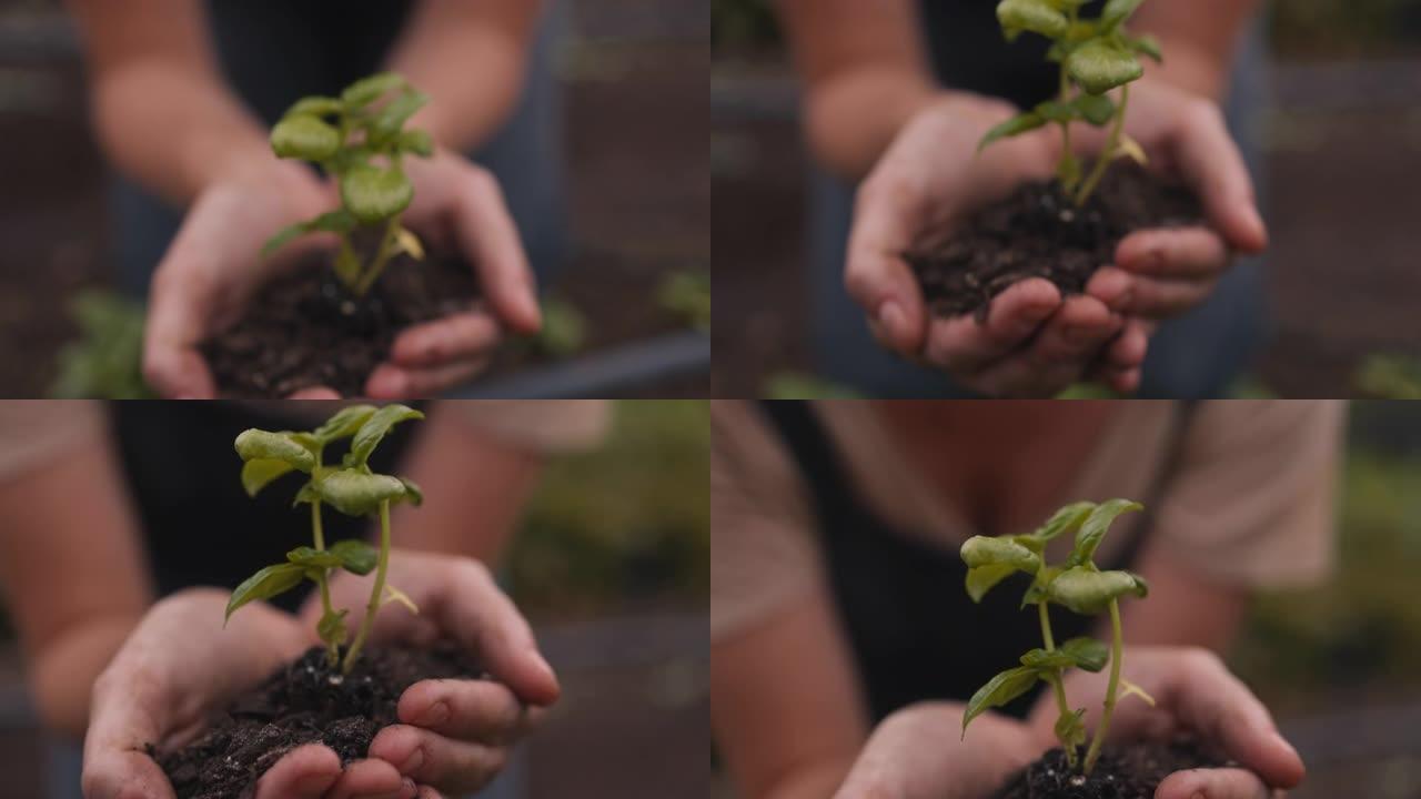 匿名农民持有在土壤中生长的植物