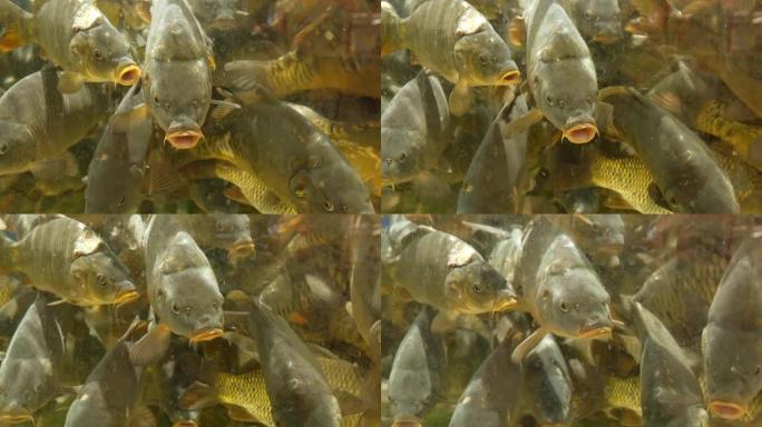 淡水鱼鲤鱼在水族馆特写慢镜头