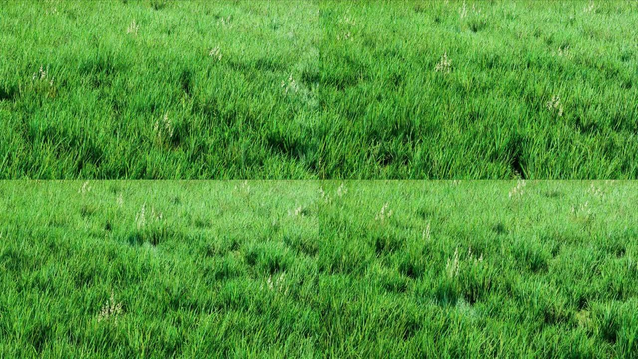 绿草在夏日草地上轻轻挥舞